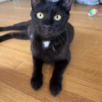 Ember -  Domestic Short Hair Cat for Adoption in Honeoye, New York - Ember | PetCurious