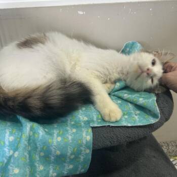 Domestic Medium Hair Cats Available for Adoption in La Grange, Kentucky - Traveller | PetCurious