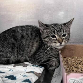 Rescue Domestic Short Hair Cats for Adoption in Candler, North Carolina - Yuji | PetCurious