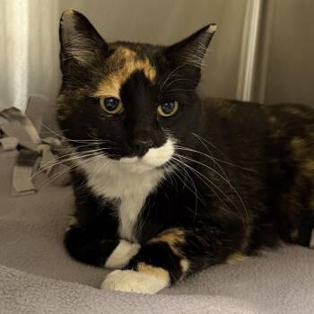 Domestic Short Hair Cats Available for Adoption in Cody, Wyoming - Honey | PetCurious