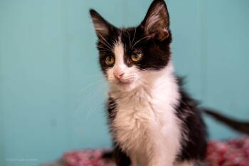 Rescue American Shorthair Cats for Adoption in Maywood, Illinois - Orla | PetCurious