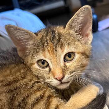 Amy -  Domestic Short Hair Cat for Adoption in Woodstock, Ontario - Amy | PetCurious