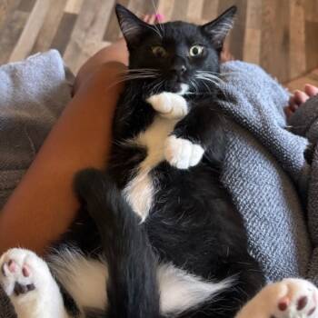 Rescue Domestic Short Hair Cats for Adoption in Los Angeles, California - Caviar | PetCurious