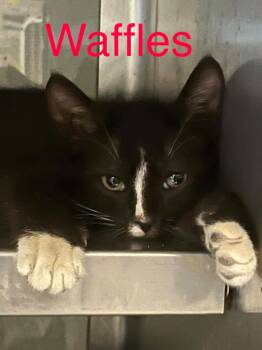 Waffles -  Domestic Short Hair Cat for Adoption in Princeton, Indiana - Waffles | PetCurious
