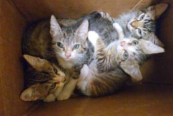 Rescue Domestic Medium Hair Cats for Adoption in Tustin, California - MIXIE | PetCurious