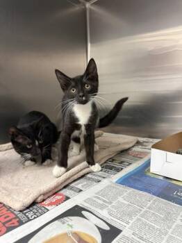 Connor -  Domestic Short Hair Cat for Adoption in North Miami Beach, Florida - Connor | PetCurious