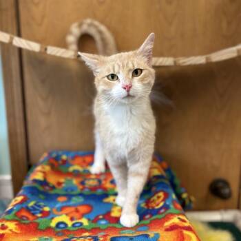 Byran -  Domestic Short Hair Cat for Adoption in Fargo, North Dakota - Byran | PetCurious