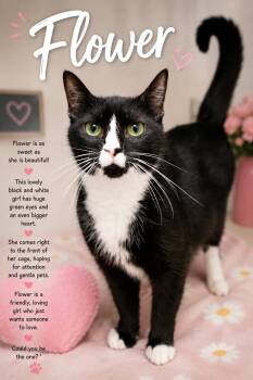 Flower (FCID# 05/26/2026 - 76 Trainer) -  Tuxedo Cat for Adoption in Greenville, Delaware - Flower (FCID# 05/26/2026 - 76 Trainer) | PetCurious