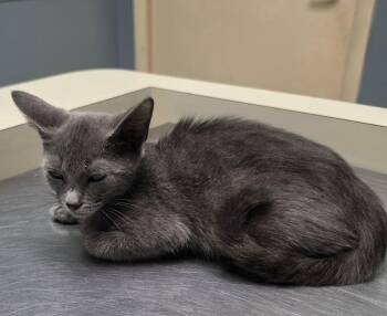 Dukce -  Russian Blue Cat for Adoption in Boynton Beach, Florida - Dukce | PetCurious