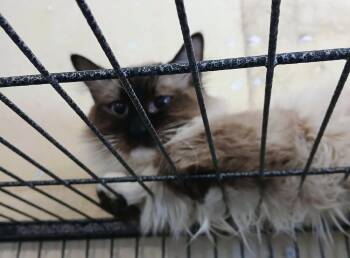Tao -  Siamese and Domestic Long Hair Cat for Adoption in Thatcher, Arizona - Tao | PetCurious