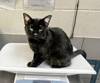Hex -  Domestic Short Hair Cat for Adoption in Nashville, Tennessee - Hex | PetCurious