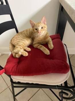 Luke Skywhisker -  Domestic Short Hair Cat for Adoption in Rome, Georgia - Luke Skywhisker | PetCurious