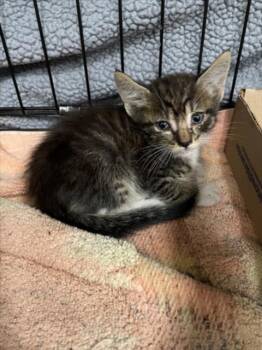 POOH -  Domestic Medium Hair Cat Available for Adoption in Tracy, California - POOH | PetCurious