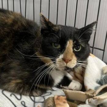 Jennie -  Domestic Long Hair Cat for Adoption in Chaska, Minnesota - Jennie | PetCurious