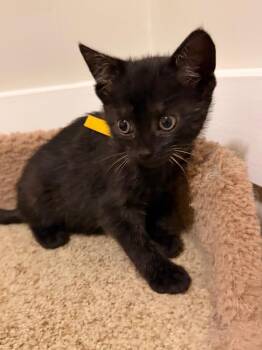 Domestic Short Hair Cats Available for Adoption in Newnan, Georgia - *Fuzzington | PetCurious