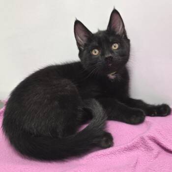 Domestic Short Hair Cats Available for Adoption in Fort Wayne, Indiana - Blynken | PetCurious