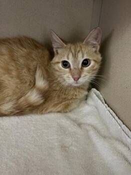 Domestic Short Hair Cats Available for Adoption in Columbus, Indiana - Sorbet | PetCurious