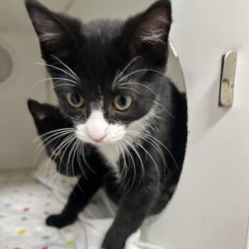 Caroline -  Domestic Short Hair Cat for Adoption in Newport, North Carolina - Caroline | PetCurious