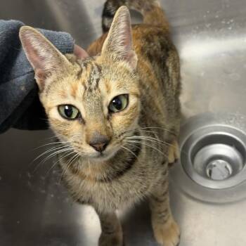 Olivia -  Domestic Short Hair Cat for Adoption in Birmingham, Alabama - Olivia | PetCurious