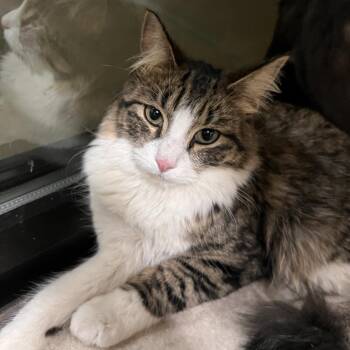 Brownie -  Domestic Long Hair Cat for Adoption in Las Vegas, Nevada - Brownie | PetCurious