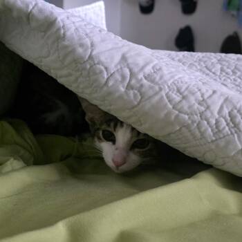 Felix -  American Shorthair Cat for Adoption in West Des Moines, Iowa - Felix | PetCurious