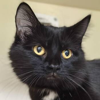 Missy -  Domestic Medium Hair Cat Available for Adoption in Victor, New York - Missy | PetCurious
