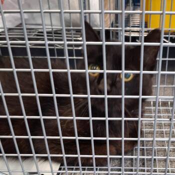 Domestic Short Hair Cats Available for Adoption in Montgomery, Alabama - Midnight | PetCurious
