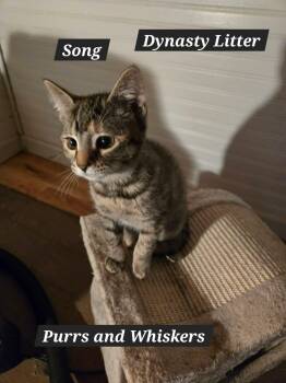 Song -  Domestic Short Hair Cat for Adoption in New Hartford, New York - Song | PetCurious
