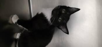 Rescue Tuxedo Cats for Adoption in Polson, Montana - Palanquin | PetCurious