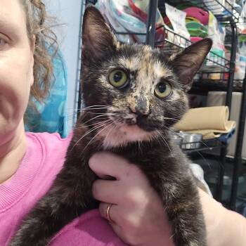 Bonnie -  Domestic Short Hair Cat for Adoption in Quincy, Ohio - Bonnie | PetCurious