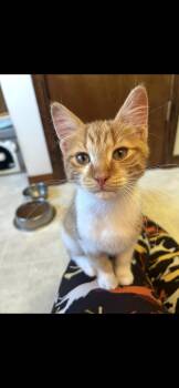 Rescue Domestic Short Hair Cats for Adoption in Berkeley Springs, West Virginia - Jack-o-lantern (Jack) | PetCurious