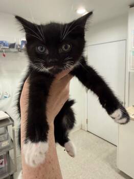 Janice -  Domestic Short Hair Cat for Adoption in Brookings, Oregon - Janice | PetCurious