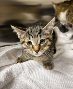 Trolly -  Domestic Short Hair Cat for Adoption in Westland, Michigan - Trolly | PetCurious