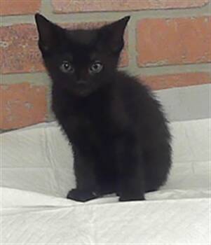 RAMBO -  Domestic Short Hair Cat for Adoption in Houston, Texas - RAMBO | PetCurious