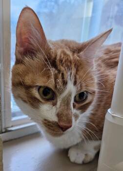 Domestic Short Hair Cats Available for Adoption - Tweety | PetCurious