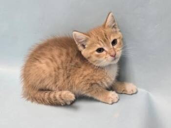 Perospero -  Domestic Short Hair Cat for Adoption in Minneapolis, Minnesota - Perospero | PetCurious