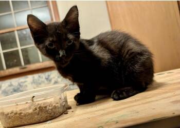 Timber -  Domestic Short Hair Cat for Adoption in Johnson City, Tennessee - Timber | PetCurious