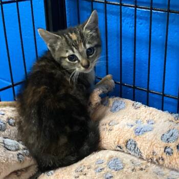 Domestic Short Hair Cats Available for Adoption in Montgomery, Alabama - Bowsette | PetCurious