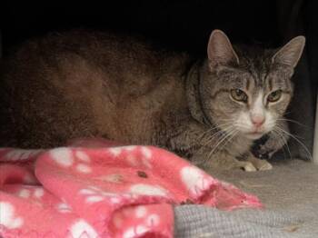 SHERRY -  Domestic Short Hair Cat for Adoption in Derwood, Maryland - SHERRY | PetCurious