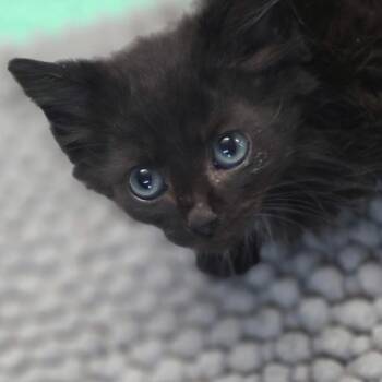Thunder*Meet me at Plymouth Petsmart* -  Domestic Short Hair Cat for Adoption in Buffalo, Minnesota - Thunder*Meet Me At Plymouth Petsmart* | PetCurious