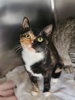 Rescue Domestic Short Hair Cats for Adoption in Pomona, New York - Coral | PetCurious