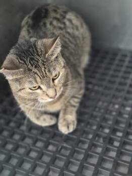 Domestic Short Hair Cats Available for Adoption in Lawrenceville, Georgia - Pen 32c London | PetCurious
