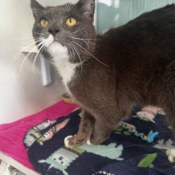 Domestic Short Hair Cats Available for Adoption in Hutchinson, Minnesota - Ranch | PetCurious