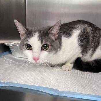 Flick -  Domestic Short Hair Cat for Adoption in Greensboro, North Carolina - Flick | PetCurious