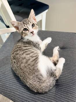 Fennec -  Domestic Short Hair Cat for Adoption in Columbus, Minnesota - Fennec | PetCurious
