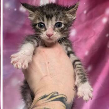 Tummy Carlsbad -  Domestic Short Hair Cat for Adoption in Denver, Colorado - Tummy Carlsbad | PetCurious