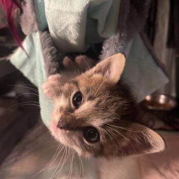 Nebula -  Domestic Short Hair Cat for Adoption in Tustin, California - Nebula | PetCurious