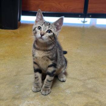 BooBoo -  Domestic Short Hair Cat for Adoption in Martinsville, Indiana - BooBoo | PetCurious