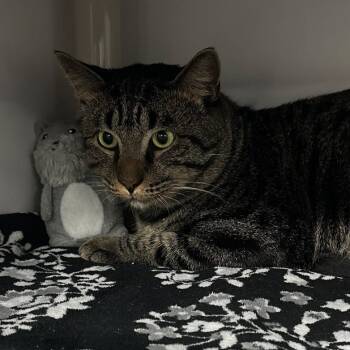 Rescue Domestic Short Hair Cats for Adoption in Clearwater, Florida - Rambo | PetCurious