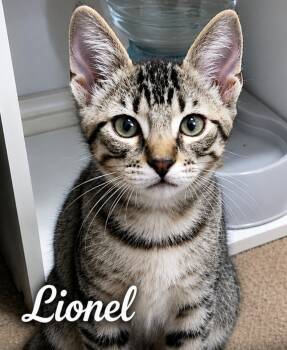 Lionel and Kylian -  Tabby Cat for Adoption - Lionel And Kylian | PetCurious